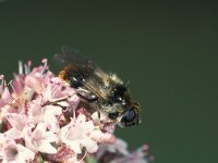 Cheilosia illustrata