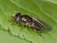 Cheilosia pagana #11880 : Cheilosia pagana, Kervelgitje, female