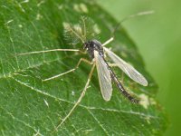 Chironomidae