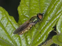 Chloromyia formosa #02307 : Chloromyia formosa, Soldier fly, Prachtwapenvlieg