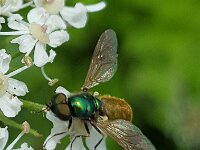 Chloromyia formosa 13, Gewone prachtwapenvlieg, Saxifraga-Ben Delbaere