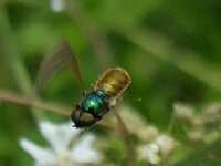 Chloromyia formosa 14, Gewone prachtwapenvlieg, Saxifraga-Ben Delbaere