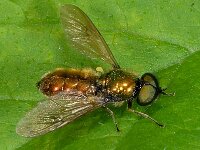 Chloromyia formosa 4, Gewone prachtwapenvlieg, Saxifraga-Ab H Baas