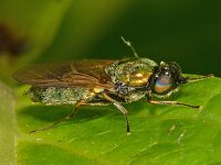 Chloromyia formosa 7, Gewone prachtwapenvlieg, Saxifraga-Ab H Baas