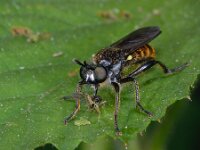 Choerades marginatus