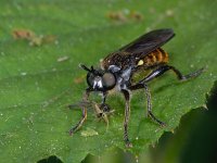 Choerades marginatus