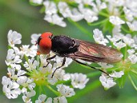 Chrysogaster solstitialis 1, Donker doflijfje, Saxifraga-Ab H Baas