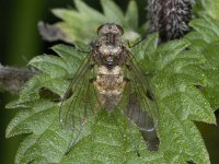 Chrysopilus cristatus 01 #02351 : Chrysopilus cristatus, Snipe Fly, Snipvlieg, female