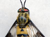 Chrysops viduatus 1, Stip-goudoogdaas, Saxifraga-Ab H Baas