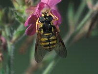 Chrysotoxum arcuatum 1, Bolle fopwesp, male, Saxifraga-Frits Bink