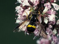 Chrysotoxum bicinctum 1, Donkere fopwesp, male, Saxifraga-Frits Bink