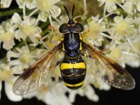Chrysotoxum bicinctum 4, Donkere fopwesp, Saxifraga- Ab H Baas
