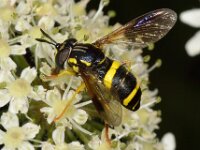 Chrysotoxum bicinctum 5, Donkere fopwesp, Saxifraga- Ab H Baas
