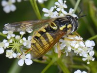 Chrysotoxum cautum #07186 : Chrysotoxum cautum, Grote fopwesp, female