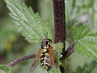 Chrysotoxum festivum 1, Stipfopwesp, Saxifraga-Rutger Barendse