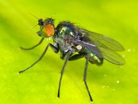 Chrysotus sp, Saxifraga-Ab H Baas