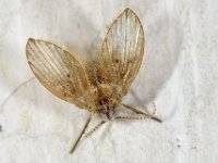 Clogmia albipunctata 2, WC-motmug, Saxifraga-Ab H Baas
