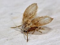 Clogmia albipunctata 3, WC-motmug, Saxifraga-Ab H Baas
