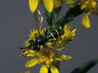 Conops flavipes 1, Zwartgele blaaskop, female, Saxifraga-Frits Bink