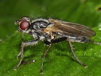 Cordilura sp 1, Saxifraga-Ab H Baas