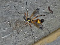 Ctenophora ornata 1, Gele kamlangpootmug, Saxifraga-Ab H Baas