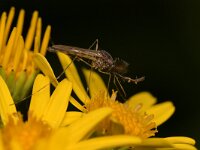 Culicidae sp 8, Saxifraga-Tom Heijnen