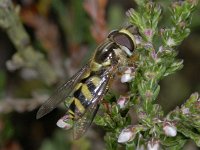 Dasysyrphus albostriatus 01 #04013 : Dasysyrphus albostriatus, Bretelswimperzwever, male