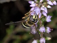 Dasysyrphus tricinctus 01 #04002 : Dasysyrphus tricinctus, Geelbandwimperzwever, female