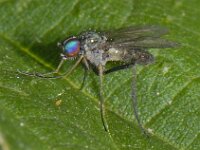 Diaphorus 01 #13356 : Diaphorus cf oculatus, probable male