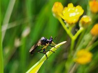 Dioctria cothurnata 2, Glimmende bladjager, Saxifraga-Ben Delbaere
