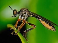 Dioctria hyalipennis 5, Gewone bladjager, Saxifraga-Ab H Baas