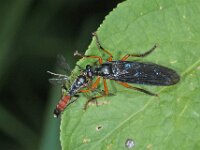 Dioctria oelandica 12, Zwartvleugelbladjager, met sluipwesp als prooi, Saxifraga-Ab H Baas