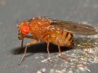 Dolichopodidae sp