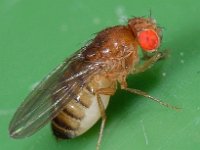 Drosophila immigrans