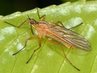 Empis digramma 1, Tweestreepdansvlieg, Saxifraga-Ab H Baas