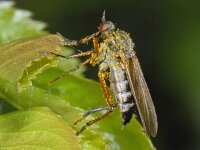 Empis opaca #06957 : Empis opaca, Dagger fly, Zilvervlekdansvlieg, female