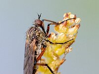 Empis opaca 7, Zilvervlekdansvlieg, Saxifraga-Gerard de Jong : Empis opaca, Insect, Macro, Overig, Saxifraga Beeldbank, Zilvervlekdansvlieg