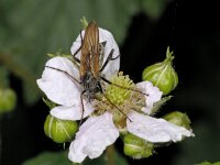 Empis tessellata