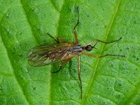 Empis trigramma D1630  Empis trigramma  Diffelen op 17 mei 2013 : Naar Naturalis tzt