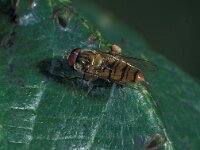 Episyrphus balteatus 1, Snorzweefvlieg, male, Saxifraga-Frits Bink