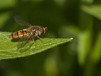 Episyrphus balteatus 44, Snorzweefvlieg, Saxifraga-Jan van der Straaten