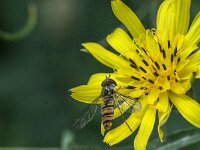 Episyrphus balteatus 45, Snorzweefvlieg, Saxifraga-Jan van der Straaten