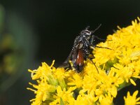 Eriothrix rufomaculata