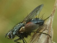 Eriothrix rufomaculata 5, Saxifraga-Ben Delbaere