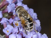 Eristalis arbustorum #02647 : Eristalis arbustorum, Kleine bijvlieg, female