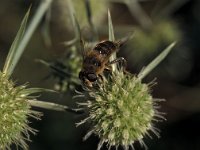 Eristalis horticola