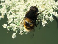 Eristalis intricaria 1, Hommelbijvlieg, Saxifraga-Frits Bink