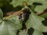 Eristalis intricaria 15, Hommelbijvlieg, Saxifraga-Jan van der Straaten