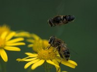 Eristalis nemorum 1, Puntbijvlieg, display, Saxifraga-Frits Bink