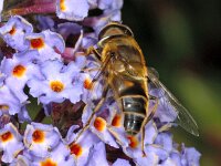 Eristalis pertinax 01 #02823 : Eristalis pertinax, Drone fly, Kegelbijvlieg, male